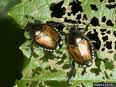 How to Survive the attack of the Japanese Beetle!