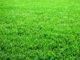 How to Germinate Grass Seed