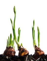 How to Plant and Care for you Bulbs