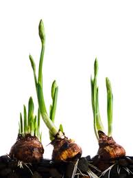 How to Plant and Care for you Bulbs