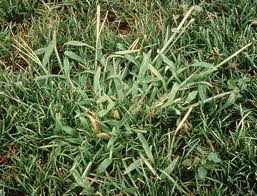 Crabgrass is Ready for a Comeback