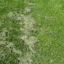 Grass Clippings Are Too Valuable to Toss Out