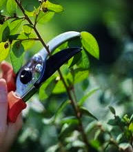 Your Guide to Perfect Pruning
