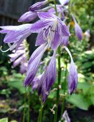 Have You Heard About Hostas?