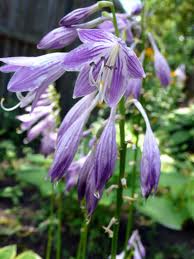 Have You Heard About Hostas?