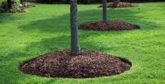 Mulch- More Than Just “Pretty”