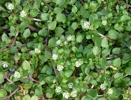 Getting the Best of Broadleaf Weeds