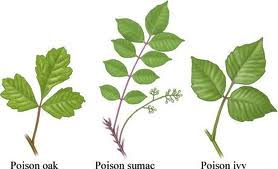 These Poisonous Plants Mean Business!