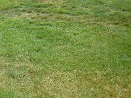 How to Help Your Lawn Survive the Summer
