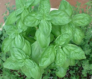 basil1-1