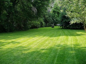 Lawn care programs include mowing