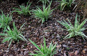 Mulch During Your Spring Cleanup