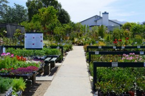 Choosing Plants for Your Garden