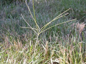 How Do I Control Crabgrass?