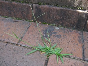 Crabgrass is a very common weed in gardens