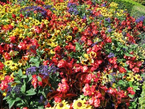 Adding Annuals to Your Garden