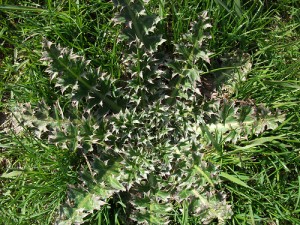 Weeds growing in a lawn