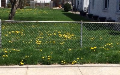 Why spread pre-emergent weed control on your lawn