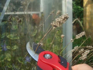 Start Deadheading Your Flowers