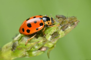 Ladybugs are a biological component of IPM