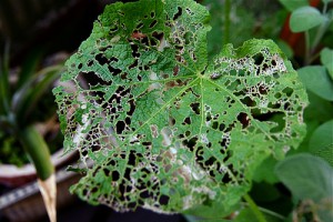 These leaves show signs of a Japanese beetle invasion.