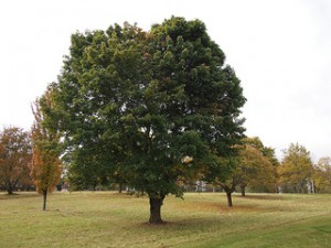 Trees in lawns usually need less, if any, fertilization.