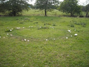 A fairy ring is present in this lawn