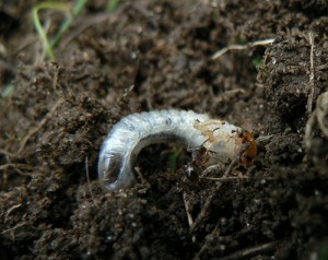 White grub in soil