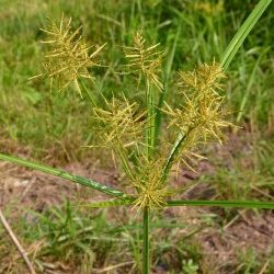 Do You Have Yellow Nutsedge in Your Lawn?