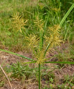 Yellow nutsedge in a lawn