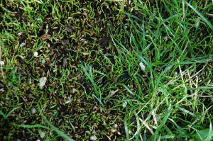 Are You Ready to Overseed Your Lawn?