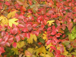 Cotoneasters have great fall foliiage and fruit