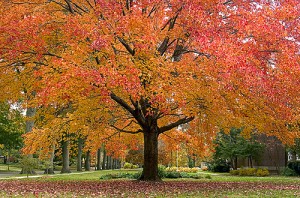 Fall leaves