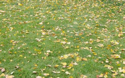 Plan on Fertilizing Your Lawn in Fall by November 30th