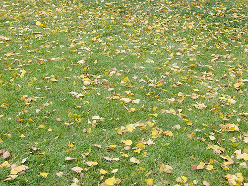 Plan on Fertilizing Your Lawn in Fall by November 30th