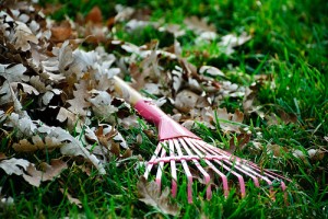 Raking Leaves and Making Leaf Mulch for Your Garden