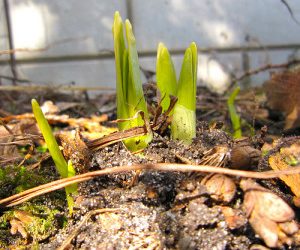 Plant Your Spring Flowering Bulbs in Autumn