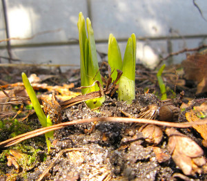 Plant Your Spring Flowering Bulbs in Autumn