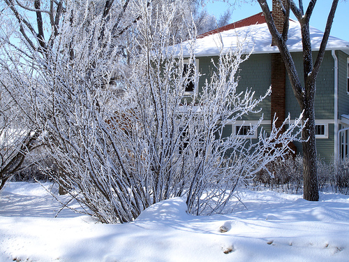 Check Your Winter Precipitation Levels and Burlapped Shrubs