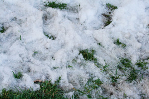 Assess Your Lawn for Winter Snow Plow Damage and Other Problems