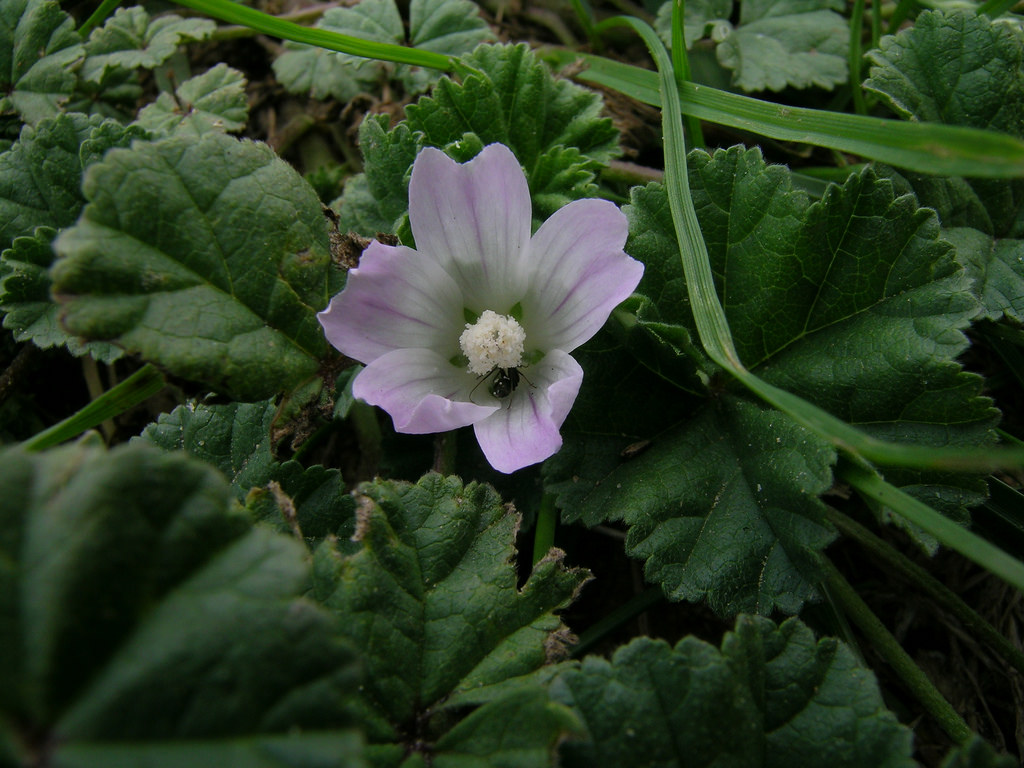 One weed found in lawns is the common mallow