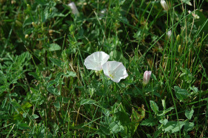 Field bindweed in grass