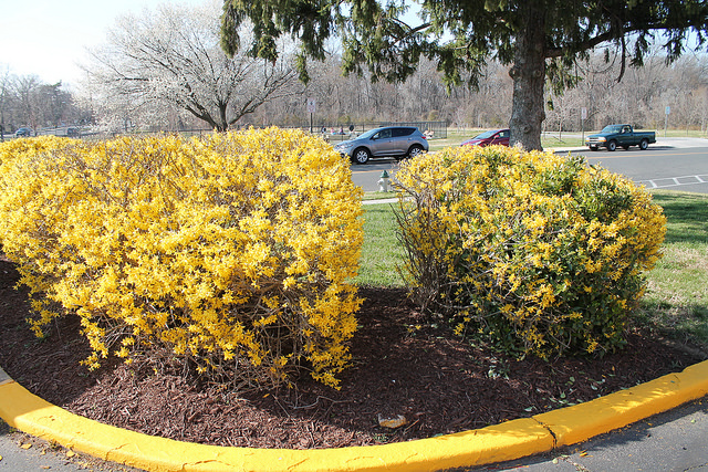 Prune forsythia after blooming