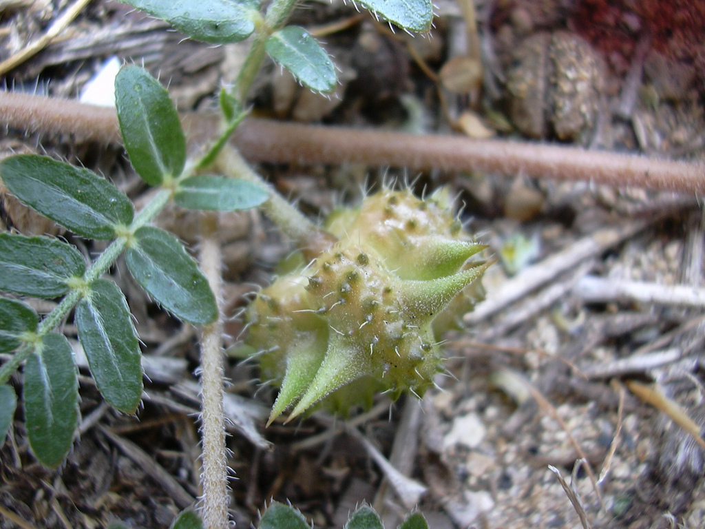 Spikes cover the puncturevine fruit