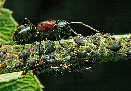 Are There Aphids in Your Landscape?