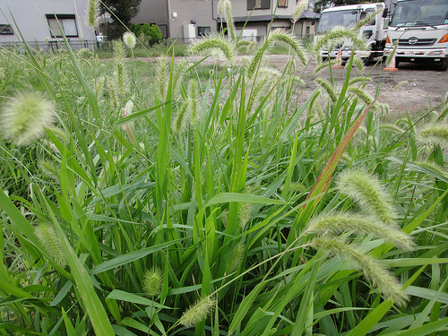 Foxtail weeds can appear in your lawn