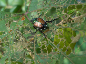 Japanese beetles can skeletonize leaves