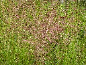 Bentgrass is one weed that can invade your lawn