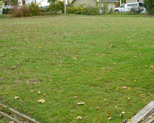Work on lawn quality in the fall