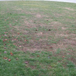 You may need to do a lawn renovation at the end of the growing season